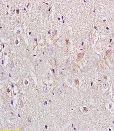 IHC-P analysis of rat brain tissue using GTX37594 Nociceptin Receptor antibody.