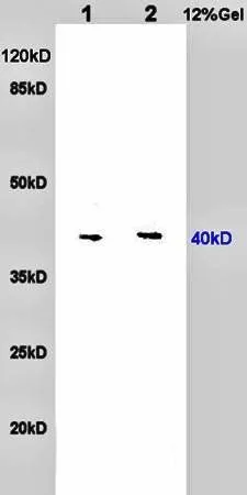 WB analysis of rat heart (Lane 1) and rat brain(Lane 2) tissue lysates using GTX37594 Nociceptin Receptor antibody.