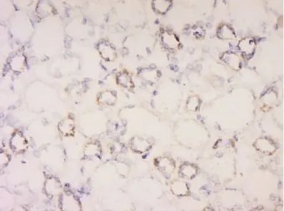IHC-P analysis of human kidney tissue using GTX37643 Sodium/Potassium ATPase beta 2 antibody.
