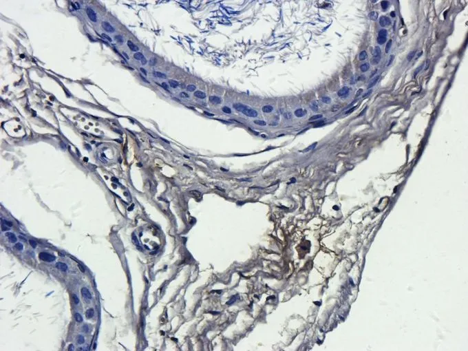 IHC-P analysis of rat epididymis tissue using GTX37656 IL13 antibody. Dilution : 2.5microg/ml