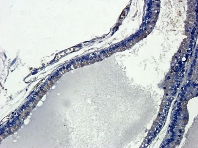 IHC-P analysis of rat prostate tissue using GTX37656 IL13 antibody. Dilution : 2.5microg/ml