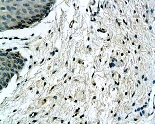 IHC-P analysis of human colon tissue using GTX37657 IL10 antibody.