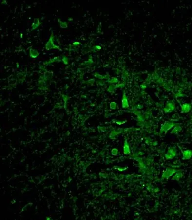 IHC-Fr analysis of rat brain tissue using GTX37670 Histone H3 antibody. IHC-Fr analysis of rat brain tissue using GTX37670 Histone H3 antibody.