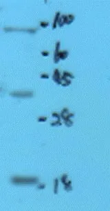 WB analysis of rat liver tissue lysate using GTX37670 Histone H3 antibody.