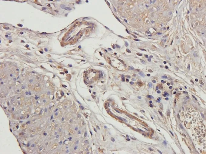 IHC-P analysis of rat uterus tissue using GTX37717 beta 2 Defensin antibody. Dilution : 2.5microg/ml