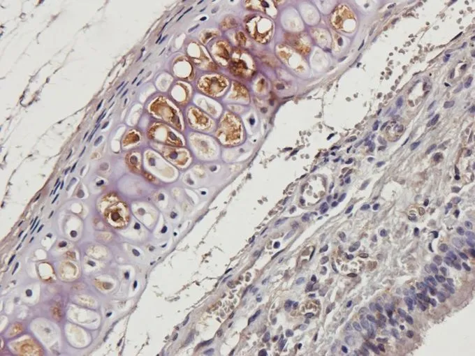 IHC-P analysis of rat trachea tissue using GTX37717 beta 2 Defensin antibody. Dilution : 2.5microg/ml