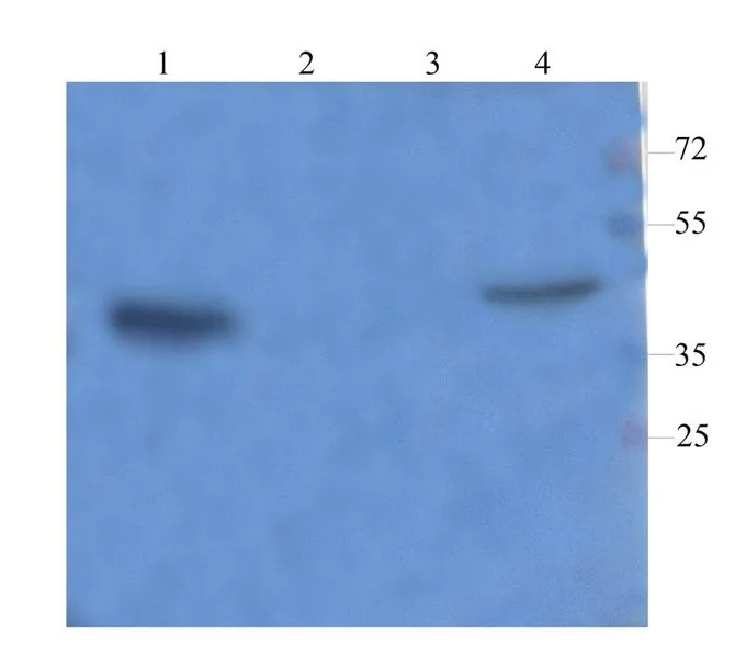 WB analysis of rat spleen (Lane 1), mouse brain (Lane 2), mouse medulla (Lane 3), rat stomach (Lane 4) lysates using GTX37743 CD68 antibody. Dilution : 1microg/ml