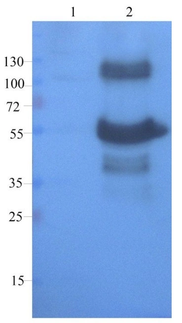 WB analysis of rat large intestines (Lane 1) and rat uterus (Lane 2) lysates using GTX37743 CD68 antibody. Dilution : 1microg/ml