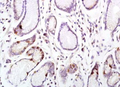 IHC-P analysis of mouse intestine tissue using GTX37753 CD33 antibody. Dilution : 1:200 IHC-P analysis of mouse intestine tissue using GTX37753 CD33 antibody. Dilution : 1:200