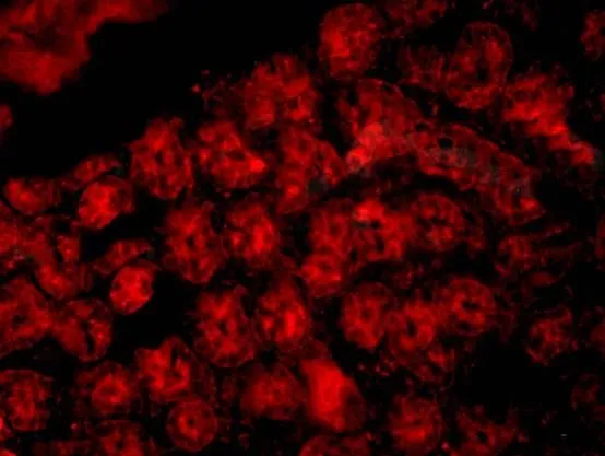 IHC-P analysis of mouse intestine tissue using GTX37753 CD33 antibody. Dilution : 1:200