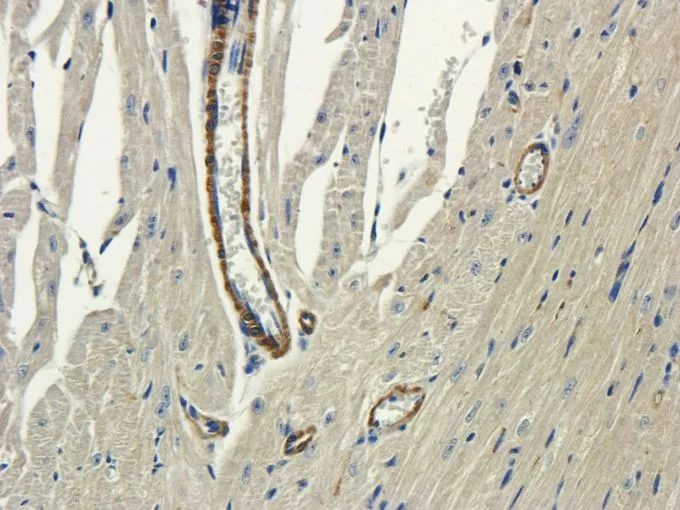 IHC-P analysis of mouse heart tissue using GTX37784 Aquaporin 4 antibody. Dilution : 2.5microg/ml