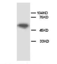 WB analysis of rat cardiac muscle tissue lysate using GTX38554 API5 antibody.