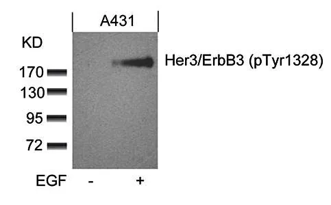 WB analysis of A431 cell lysate using GTX38571 Her3 / ErbB3 (phospho Tyr1328) antibody.