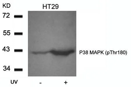 WB analysis of HT-29 cell lysate using GTX38595 p38 MAPK (phospho Thr180) antibody.