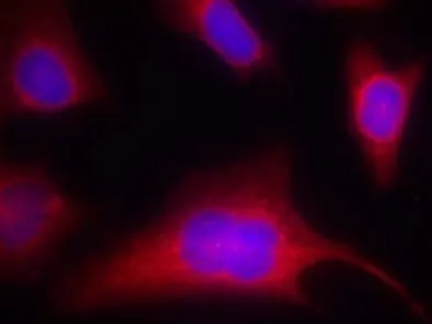 ICC/IF analysis of methanol-fixed HeLa cells using GTX38601 PKC mu (phospho Ser910) antibody. Red : Primary antibody