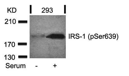WB analysis of 293 cell lysate using GTX38614 IRS1 (phospho Ser639) antibody.