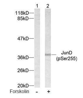 WB analysis of 293 cell lysate using GTX38656 JunD (phospho Ser255) antibody.