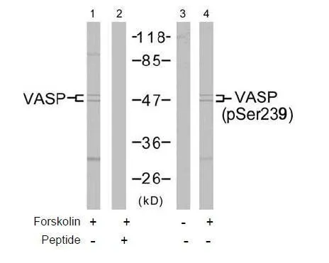 WB analysis of extracts of NIH-3T3 cells untreated or treated with forskolin (40microM, 30min) using VASP antibody (Lane 1 and 2) and GTX38661 VASP (phospho Ser239) antibody(Lane 3 and 4).