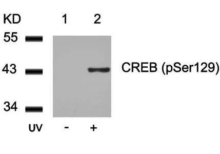 WB analysis of 293 cell lysate using GTX38681 CREB (phospho Ser129) antibody.