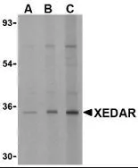 WB analysis of HEK293 cell lysate using GTX38773 XEDAR antibody at (A) 0.5, (B) 1 and (C) 2 ug/ml
