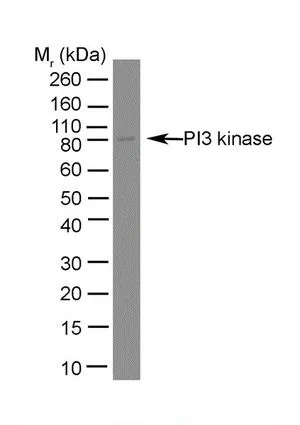 WB analysis of Jurkat cell lysate using GTX39409 PI3 kinase p85 alpha antibody [U5].