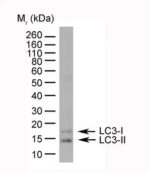 WB analysis of HeLa cell lysate using GTX39752 LC3A/B antibody, N-term.