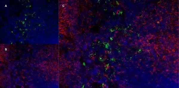 IHC-Fr analysis of mouse lymph node tissue using GTX39796 Ly-6B.2 antibody, green in A and Rat anti Mouse CD8 antibody, clone YTS105.18, red in B. C is the merged image with nuclei counterstained blue using DAPI.