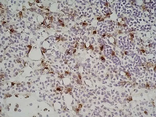 IHC-Fr analysis of mouse lymph node tissue using GTX39796 Ly-6B.2 antibody [7/4] (Low endotoxin, azide free).