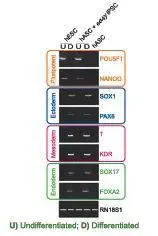GTX400001 RT-PCR Image