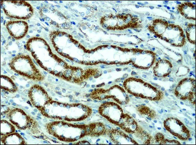 IHC-P analysis of rat kidney tissue using GTX40044 alpha 1,2 Mannosidase IA antibody at 0.2 microg/mL.