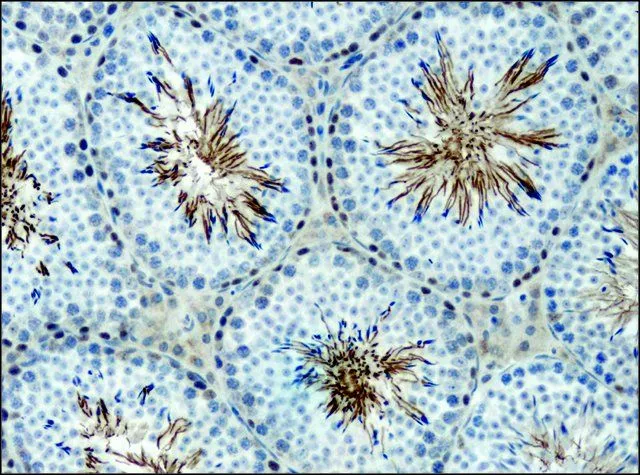 IHC-P analysis of mouse testis tissue using GTX40044 alpha 1,2 Mannosidase IA antibody at 0.4 microg/mL.