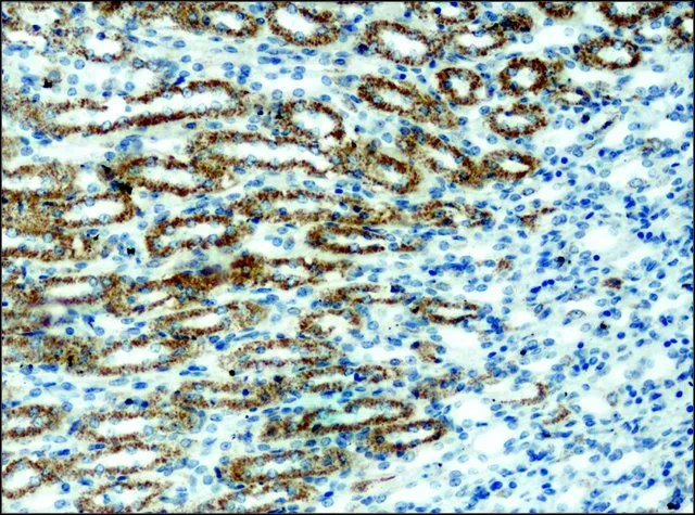 IHC-P analysis of mouse kidney tissue using GTX40044 alpha 1,2 Mannosidase IA antibody at 0.4 microg/mL.