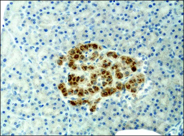 IHC-P analysis of rat pancreas tissue using GTX40044 alpha 1,2 Mannosidase IA antibody at 0.2 microg/mL.