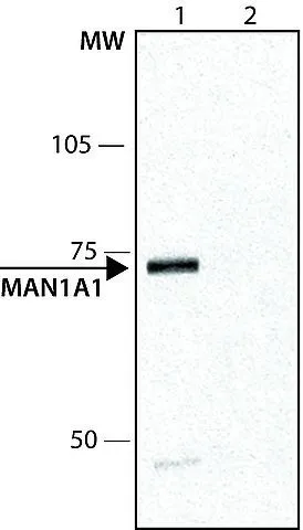 WB analysis of NIH3T3 cells using GTX40044 alpha 1,2 Mannosidase IA antibody. Lane 1 : 1 microg/mL antibody Lane 2 : 1 microg/mL antibody + immunizing peptide