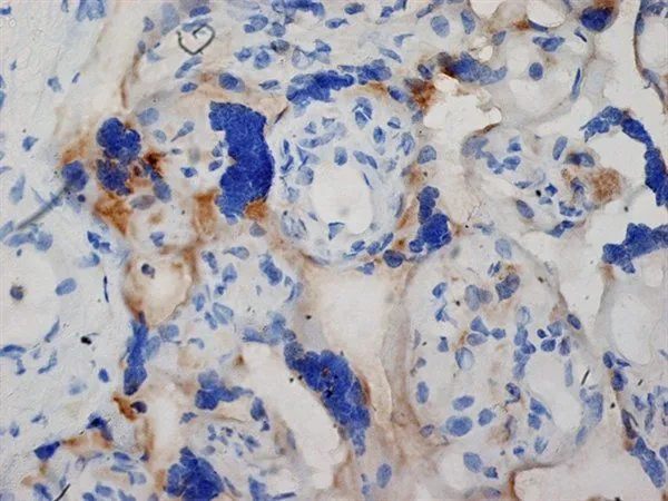 IHC-Fr analysis of human placenta tissue using GTX40215 Inhibin alpha antibody. Blocking was with 0.3%H2O2 + 10% normal goat serum.