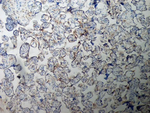 IHC-Fr analysis of human placenta tissue using GTX40215 Inhibin alpha antibody. Blocking was with 0.3%H2O2 + 10% normal goat serum.