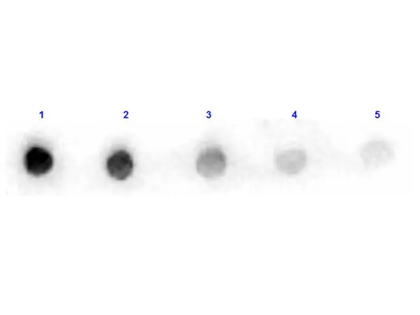Dot blot analysis of arginase protein using GTX40551 Arginase antibody (HRP). Lane 1 : 100 ng Lane 2 : 33.3 ng Lane 3 : 11.1 ng Lane 4 : 3.7 ng Lane 5 : 1.23 ng Dilution : 10 microg/mL Dot blot analysis of arginase protein using GTX40551 Arginase antibody (HRP). Lane 1 : 100 ng Lane 2 : 33.3 ng Lane 3 : 11.1 ng Lane 4 : 3.7 ng Lane 5 : 1.23 ng Dilution : 10 microg/mL