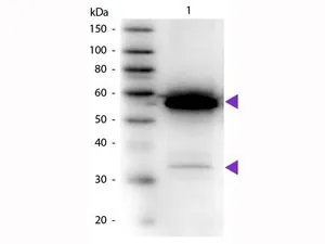 Western Blot of anti-Alpha Amylase antibody.(HRP) Load: 100 ng Alpha Amylase per lane. Blocking for 30 min at RT. Predicted/Observed size: 57 kDa for Alpha Amylase.