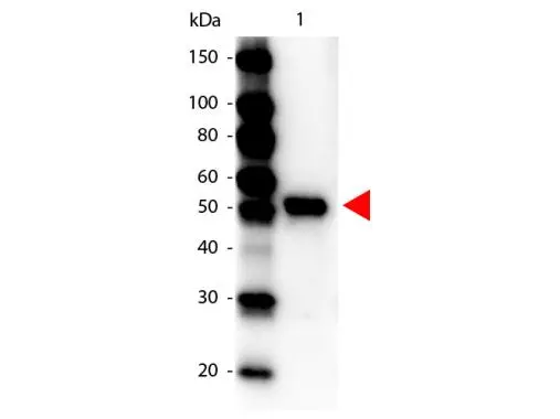 Western Blot of Peroxidase conjugated Rabbit anti-Carboxypeptidase Y Antibody (GTX40574). Lane 1: Carboxypeptidase Y. Lane 2: none. Load: 100 ng per lane. Primary antibody: none. Secondary antibody: Peroxidase rabbit Carboxypeptidase Y antibody at 1:1,000 for 60 min at RT Block for 30 min at RT. Predicted/Observed size: 53 kDa for Carboxypeptidase Y. Other band(s): none. Western Blot of Peroxidase conjugated Rabbit anti-Carboxypeptidase Y Antibody (GTX40574). Lane 1: Carboxypeptidase Y. Lane 2: none. Load: 100 ng per lane. Primary antibody: none. Secondary antibody: Peroxidase rabbit Carboxypeptidase Y antibody at 1:1,000 for 60 min at RT Block for 30 min at RT. Predicted/Observed size: 53 kDa for Carboxypeptidase Y. Other band(s): none.