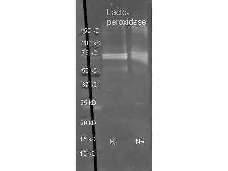 Sheep anti Lactoperoxidase antibody (GTX40571) was used to detect Lactoperoxidase under reducing (R) and non-reducing (NR) conditions. Reduced samples of purified target proteins contained 4% BME and were boiled for 5 minutes. Samples of ~1ug of protein per lane were run by SDS-PAGE. Protein was transferred to nitrocellulose and probed with 1:3000 dilution of primary antibody (ON 4 C in blocking buffer). Detection shown was using Dylight 488 conjugated secondary antibody (1:10K in TBS/blocking buffer 1 hr RT).