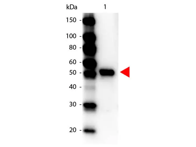 WB analysis of Saccharomyces cerevisiae caroxypeptidase protein using GTX40574 Carboxypeptidase Y antibody (HRP). Loading : 100ng Dilution : 1:1000
