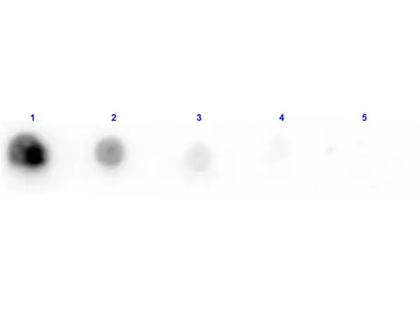 Dot blot analysis of penicillinase protein using GTX40594 Penicillinase antibody (Biotin). Lane 1 : 100 ng Lane 2 : 33.3 ng Lane 3 : 11.1 ng Lane 4 : 3.7 ng Lane 5 : 1.23 ng Dilution : 1 microg/mL Dot blot analysis of penicillinase protein using GTX40594 Penicillinase antibody (Biotin). Lane 1 : 100 ng Lane 2 : 33.3 ng Lane 3 : 11.1 ng Lane 4 : 3.7 ng Lane 5 : 1.23 ng Dilution : 1 microg/mL