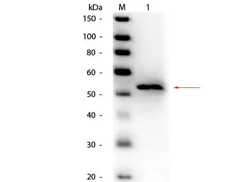WB analysis of Cellulomonas glycerol kinase protein using GTX40600 Glycerol kinase antibody (HRP). Loading : 50 ng Dilution : 1:1000 WB analysis of Cellulomonas glycerol kinase protein using GTX40600 Glycerol kinase antibody (HRP). Loading : 50 ng Dilution : 1:1000