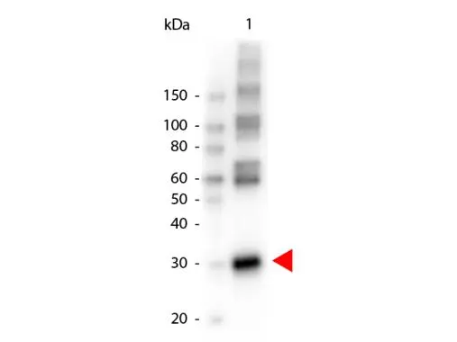 Western Blot of Peroxidase conjugated Rabbit anti-L-ASPARAGINASE antibody(GTX40848).