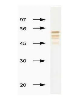 WB analysis of NP of Influenza B virus using GTX41036 Influenza B Virus Nucleoprotein antibody [B267M] at 5 microg/mL.