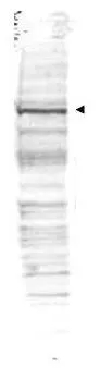 Western blot using Affinity Purified anti-cdc27 antibody (GTX41386) shows detection of a band ~90 kDa corresponding to human cdc27 (arrowhead). Approximately 35 ug of HeLa whole cell lysate was separated by SDS-PAGE and transferred onto nitrocellulose.