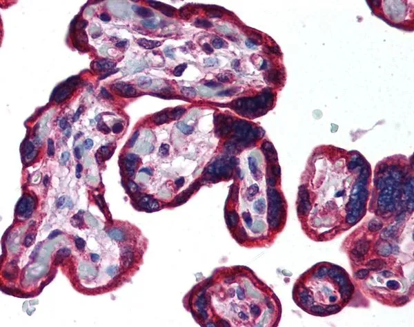 IHC-P analysis of human placenta tissue using GTX41553 Cytokeratin 19 antibody.