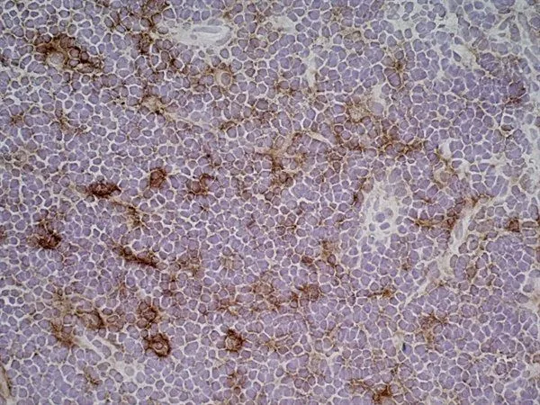 IHC-Fr analysis of rat lymph node tissue using GTX41788 CD86 antibody [24F].