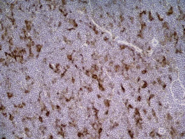 IHC-Fr analysis of rat lymph node tissue using GTX41788 CD86 antibody [24F].