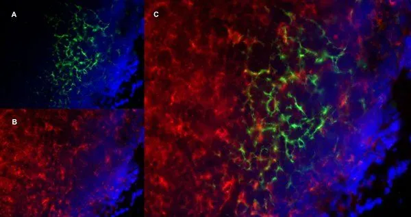 IHC-Fr analysis of a mouse lymph node with Rat anti mouse CD19, clone 6D5 (GTX75012), green in A and Rat anti Mouse CD8 (GTX41819), red in B. Merged image in C with nuclei counterstained blue using DAPI. High power